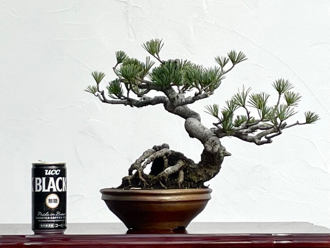 三河盆栽　五葉松　盆栽　ゴヨウ　明星　ミョウジョウ　品種物　今人気品種　古木