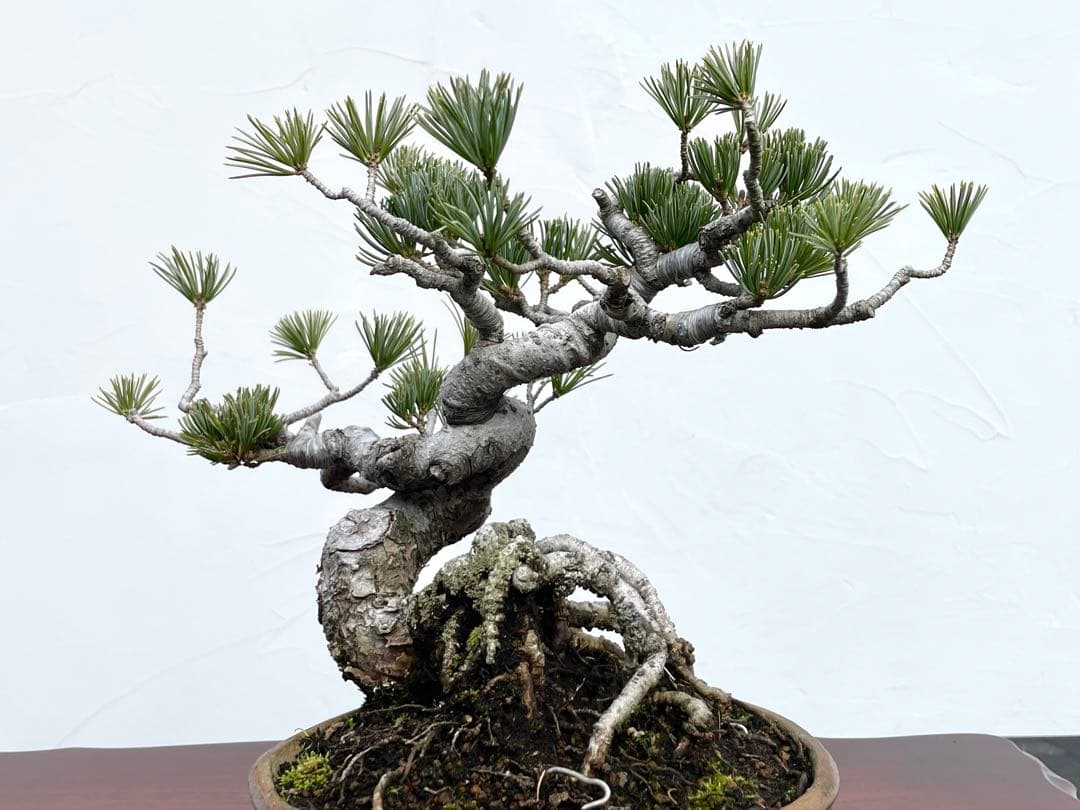 三河盆栽　五葉松　盆栽　ゴヨウ　明星　ミョウジョウ　品種物　今人気品種　古木