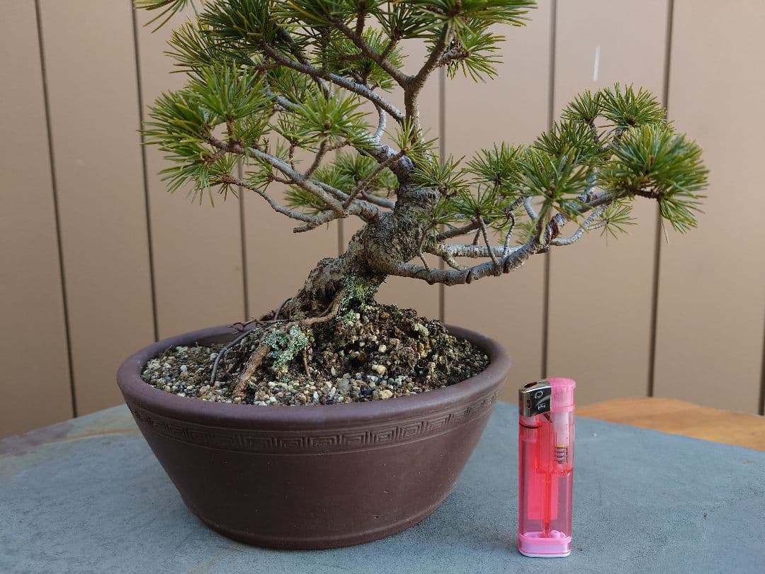 盆栽　松国宝　五葉松　樹高22cm