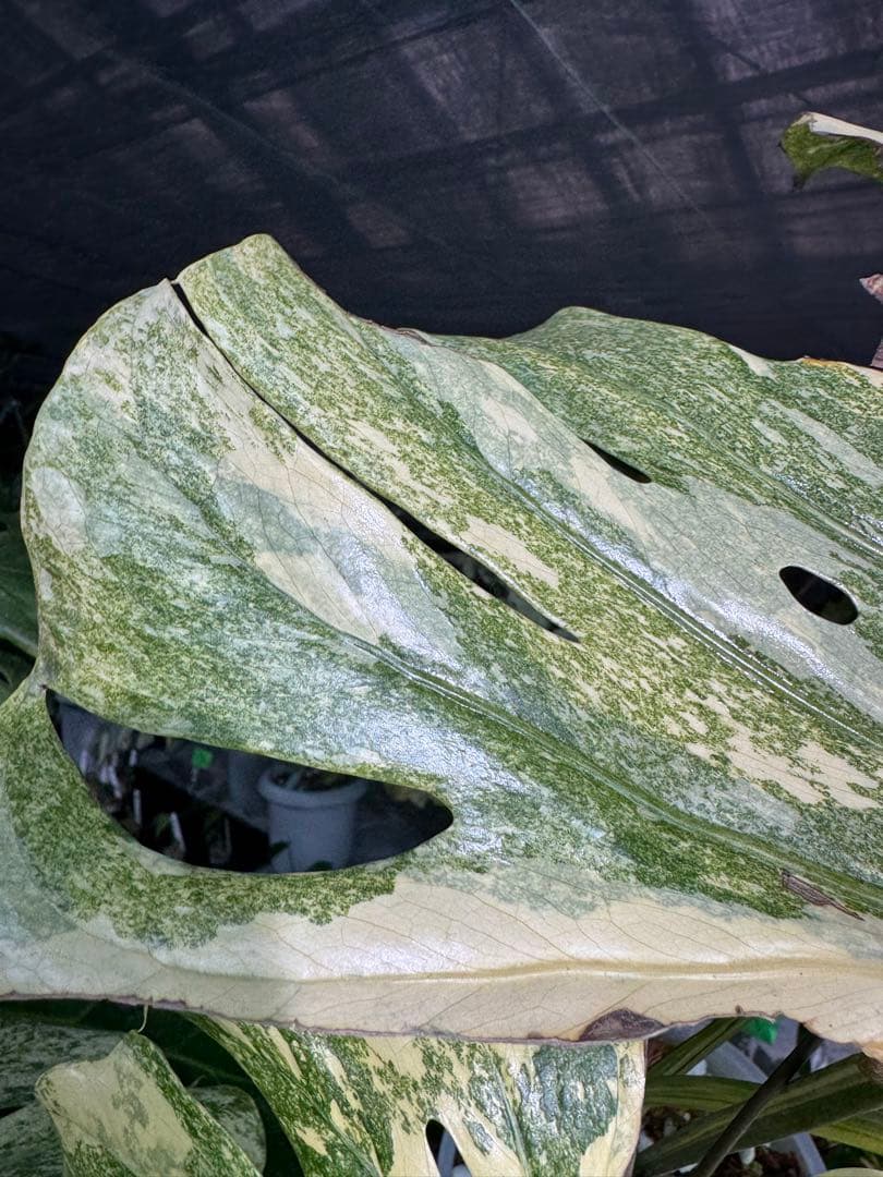 早い者勝ち　モンステラ　デリシオーサ　レガシー　久々絶美斑入り株