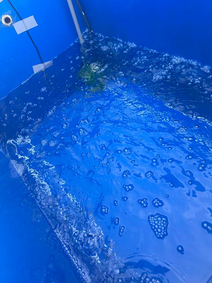 水産試験場活魚飼育水槽、錦鯉、メダカ、金魚の、飼育水槽中古