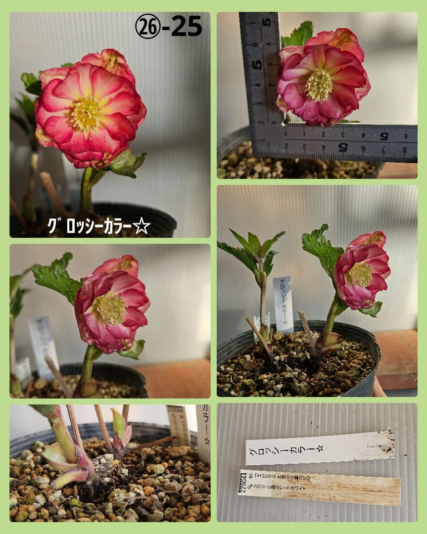 96猫様ご購入苗㉖-24㉖-25㉖-32クリスマスローズ