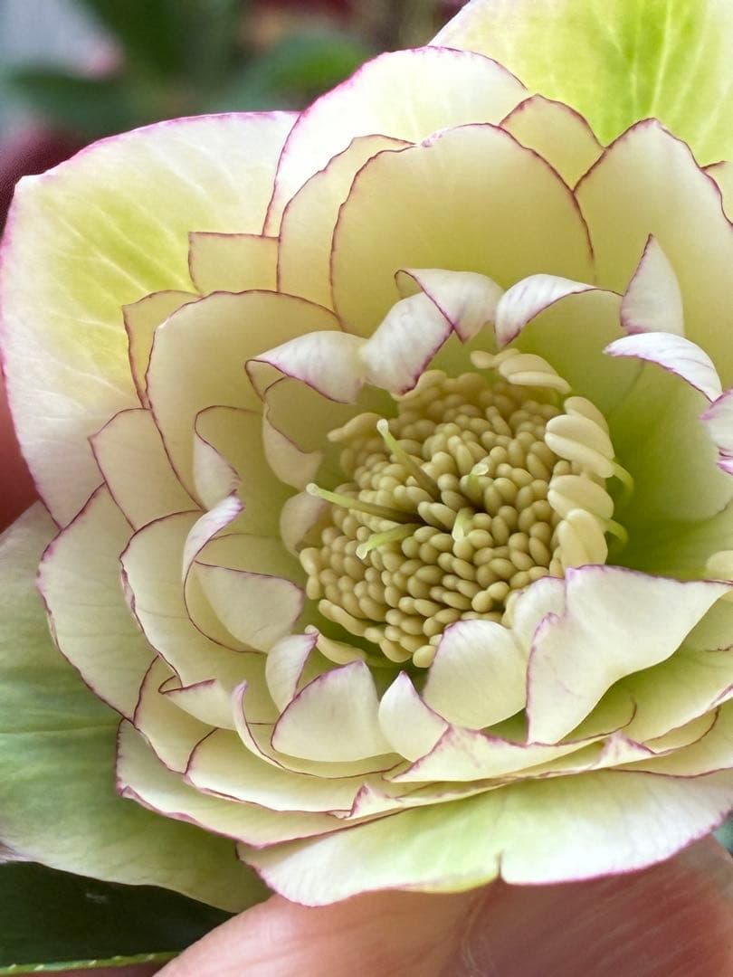 淡い緑色の八重咲き花