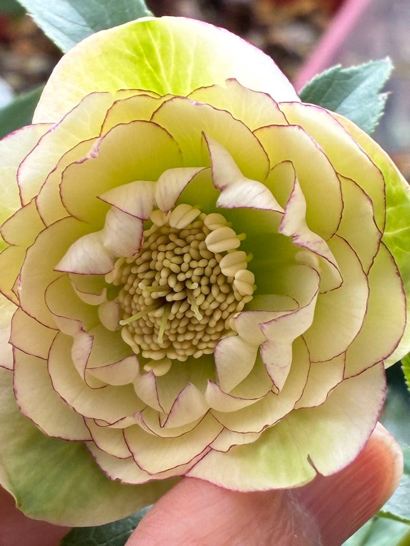 淡い緑色の八重咲き花