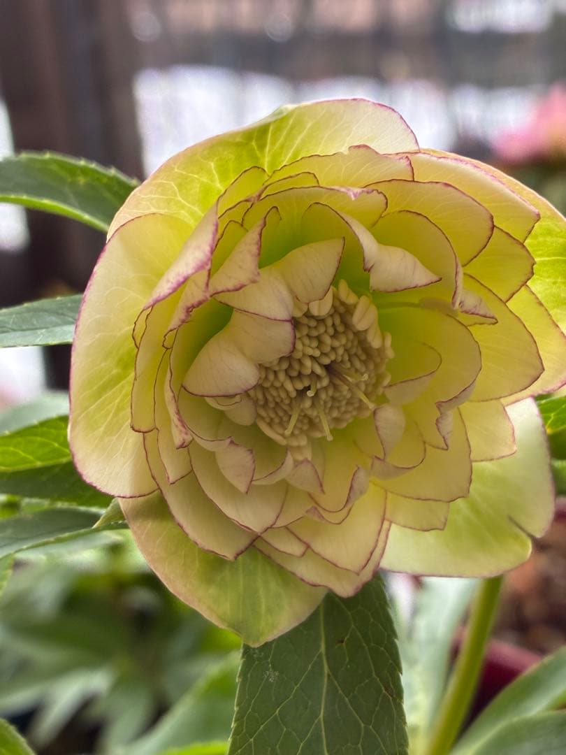 淡い緑色の八重咲き花