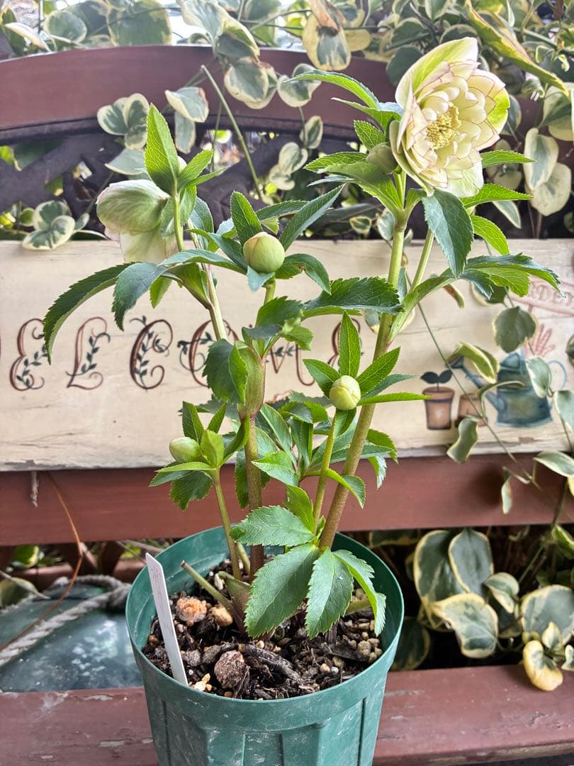 淡い緑色の八重咲き花