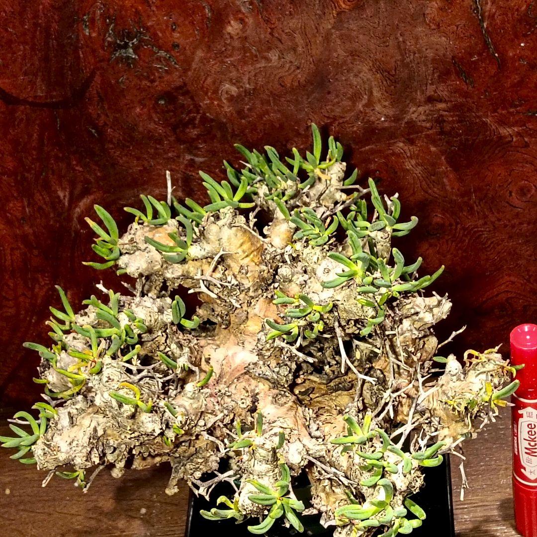 特大サイズ！　チレコドン　レティキュラーツス　万物想