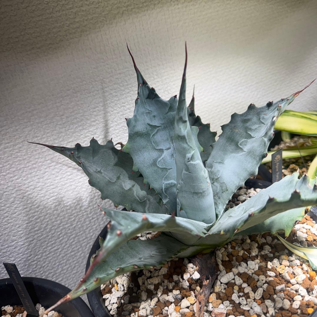 アガベ　ファンキートゥース　× マルガリータ　ハイブリッド