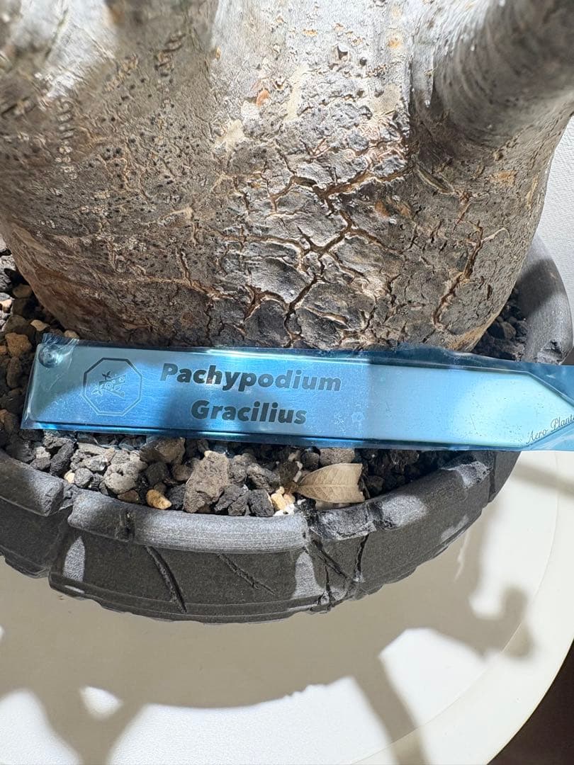 パキポディウム　グラキリス現地株　美株 ワイルドヘブン鉢植え込み