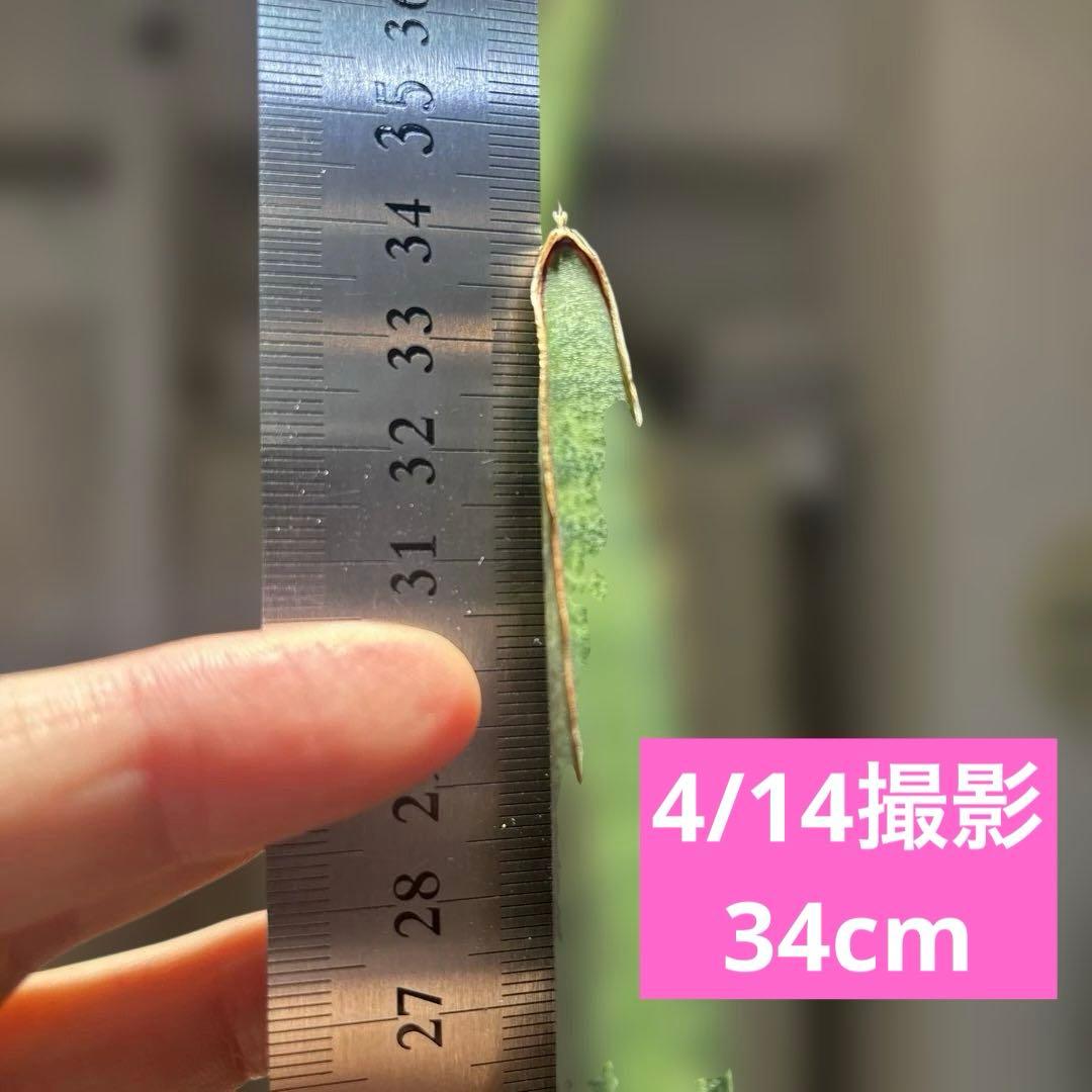 サンスベリア　スタッキー　子株