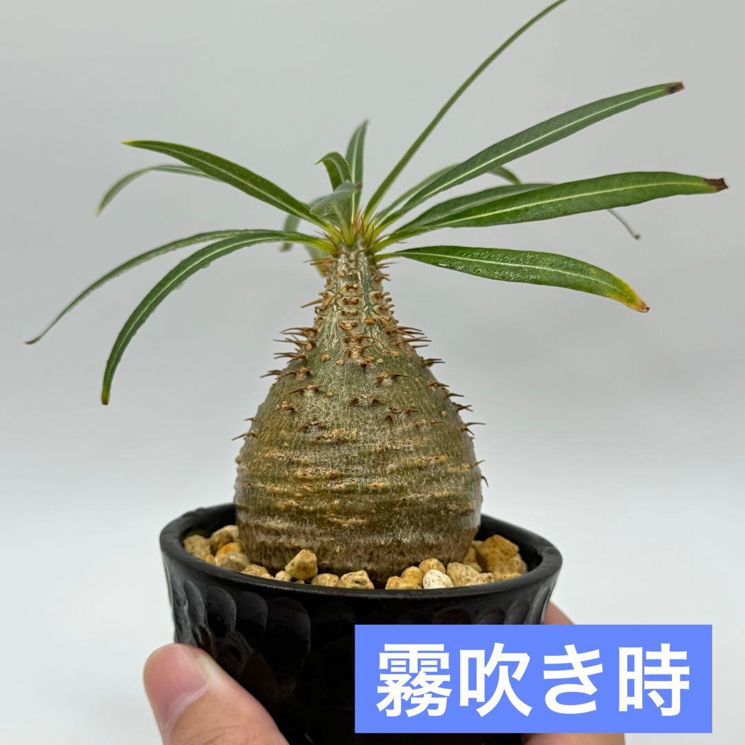 パキポディウム グラキリス 現地球 スライム型 チビグラ ミニグラTOKY 鉢