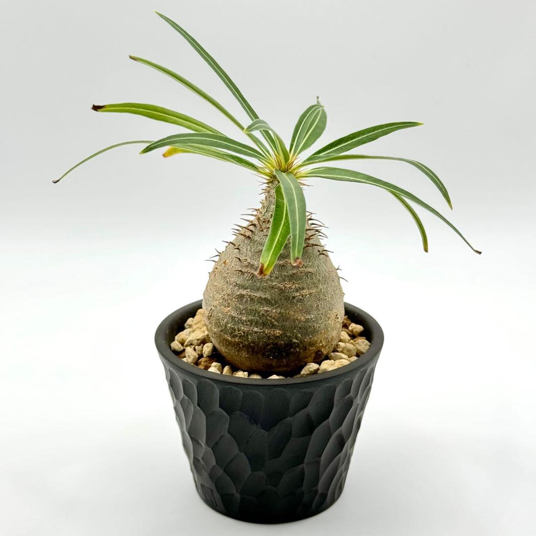 パキポディウム グラキリス 現地球 スライム型 チビグラ ミニグラTOKY 鉢