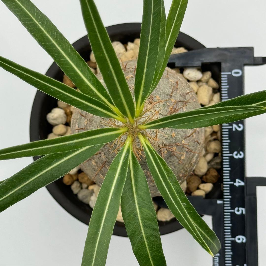 パキポディウム グラキリス 現地球 スライム型 チビグラ ミニグラTOKY 鉢