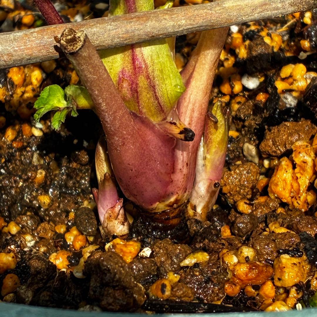 A*️様 3587☘️蕾花付き☘️極上☘️7号☘️⭐️SD⭐️ピンクオーレア⭐️