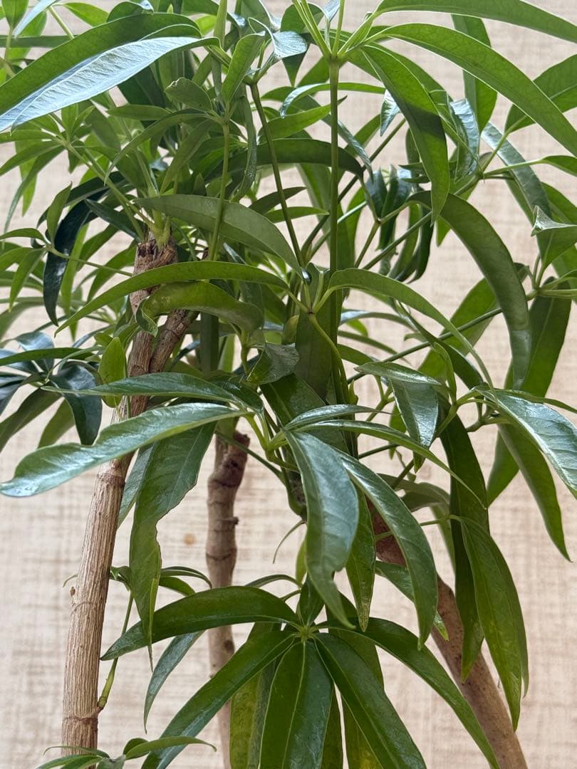 ☆ シェフレラ アンガスティフォリア♪105cm 8号size 曲がり仕立て♪