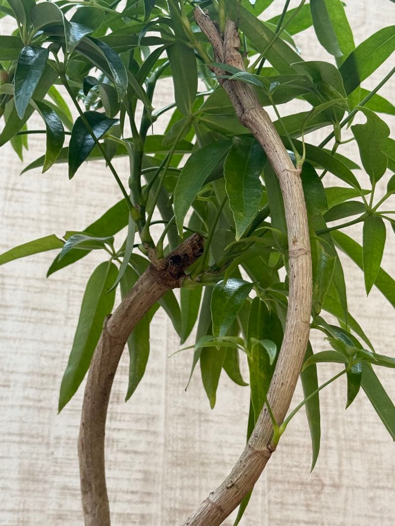 ☆ シェフレラ アンガスティフォリア♪105cm 8号size 曲がり仕立て♪