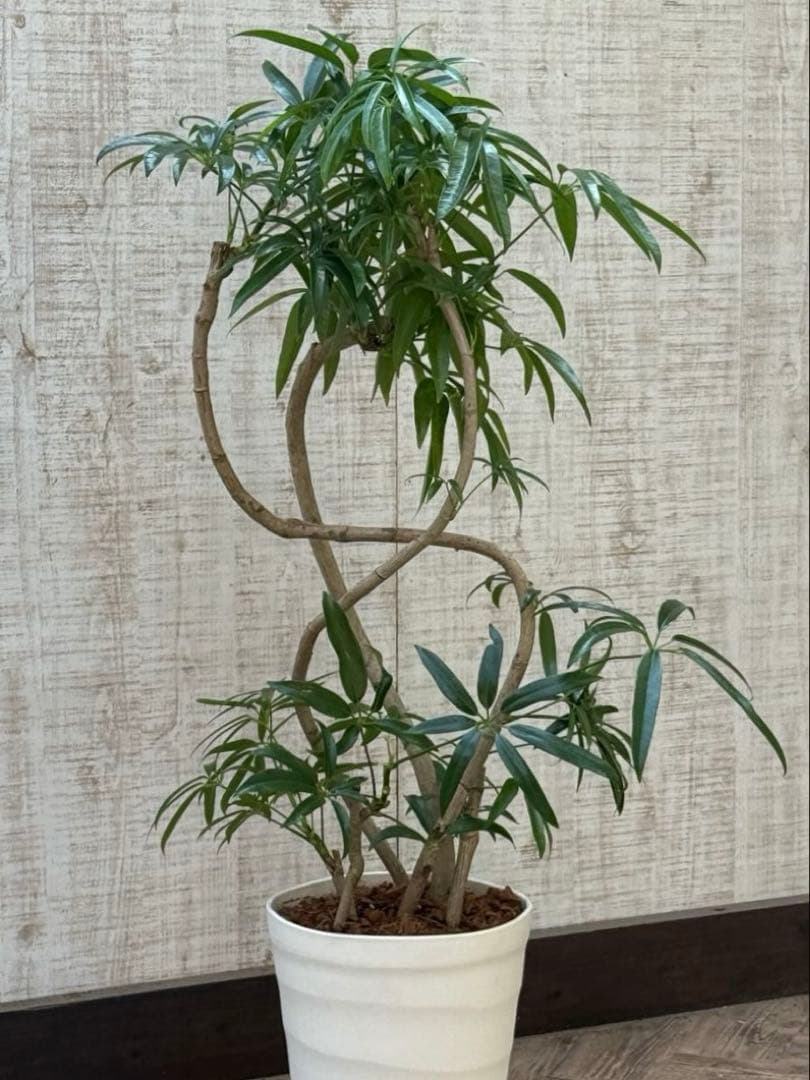 ☆ シェフレラ アンガスティフォリア♪105cm 8号size 曲がり仕立て♪