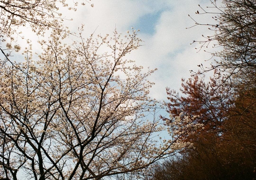 OLYMPUS オリンパスペンF　整備、実写済み　OLYMPUS PEN-F