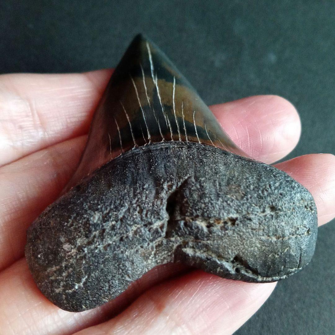 サメの歯　ホホジロザメ　絶滅種　特大　完全体　極美麗　６５mm