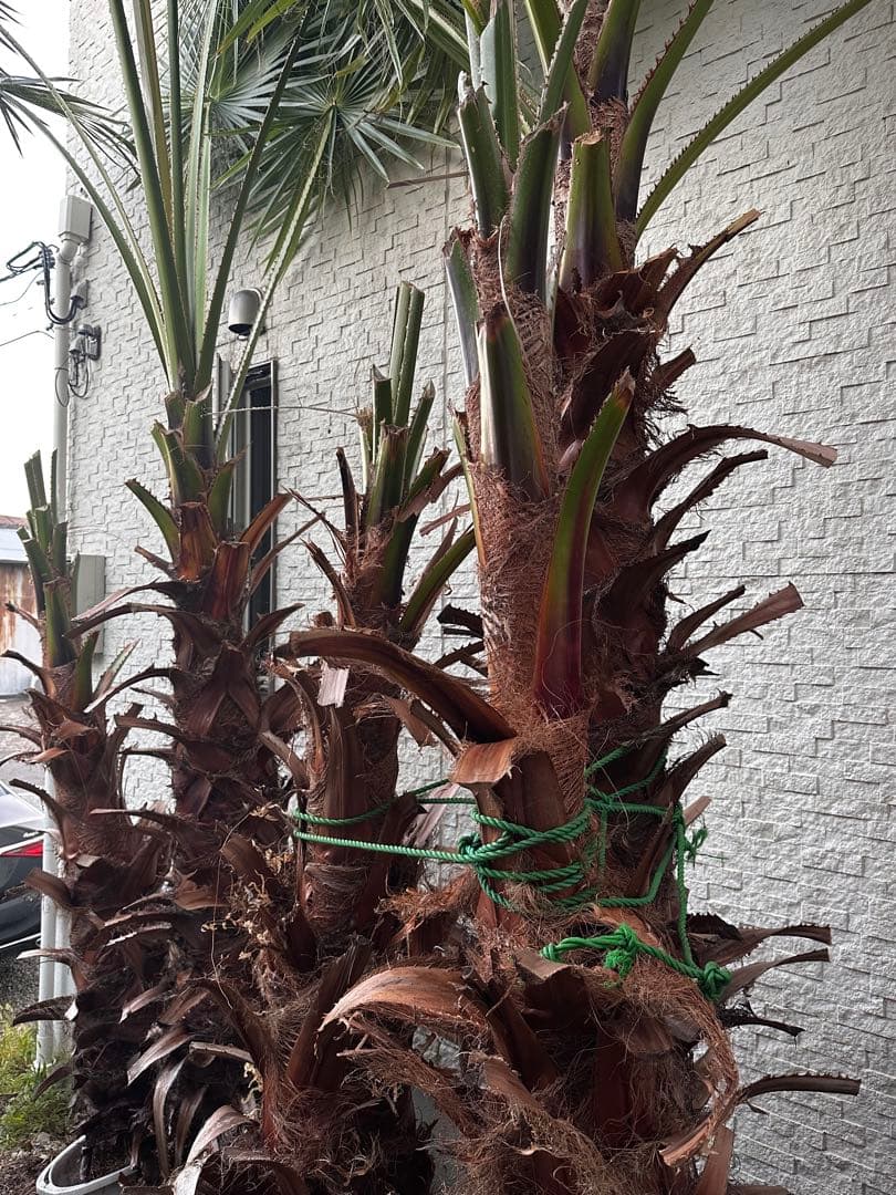 ワシントンヤシ 約6メートル