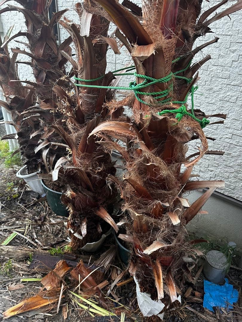 ワシントンヤシ 約6メートル