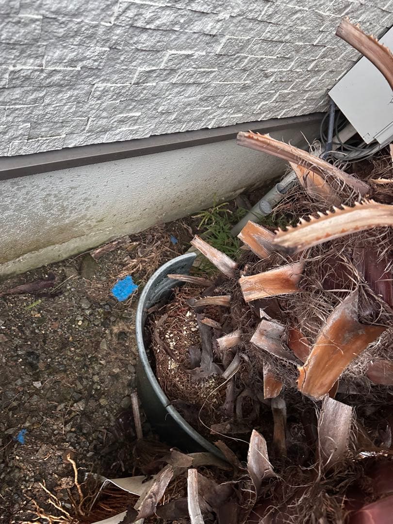 ワシントンヤシ 約6メートル