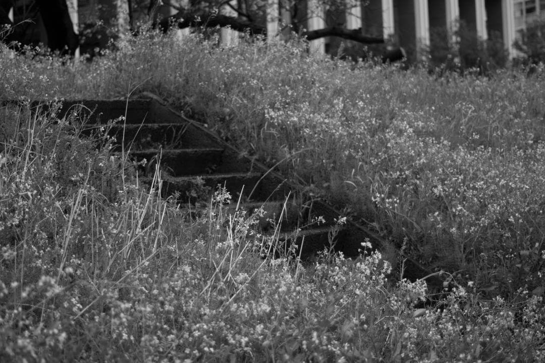 ボケ味美しい撒き餌レンズ！SMC PENTAX-DA 50mm F1.8