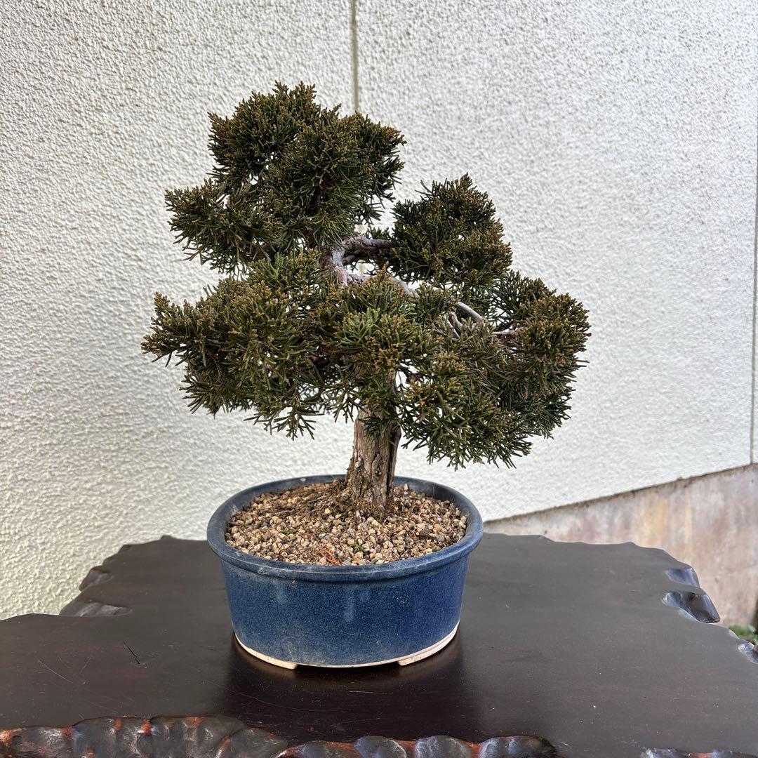 盆栽　真柏