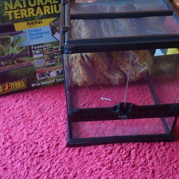 爬虫類シークケース