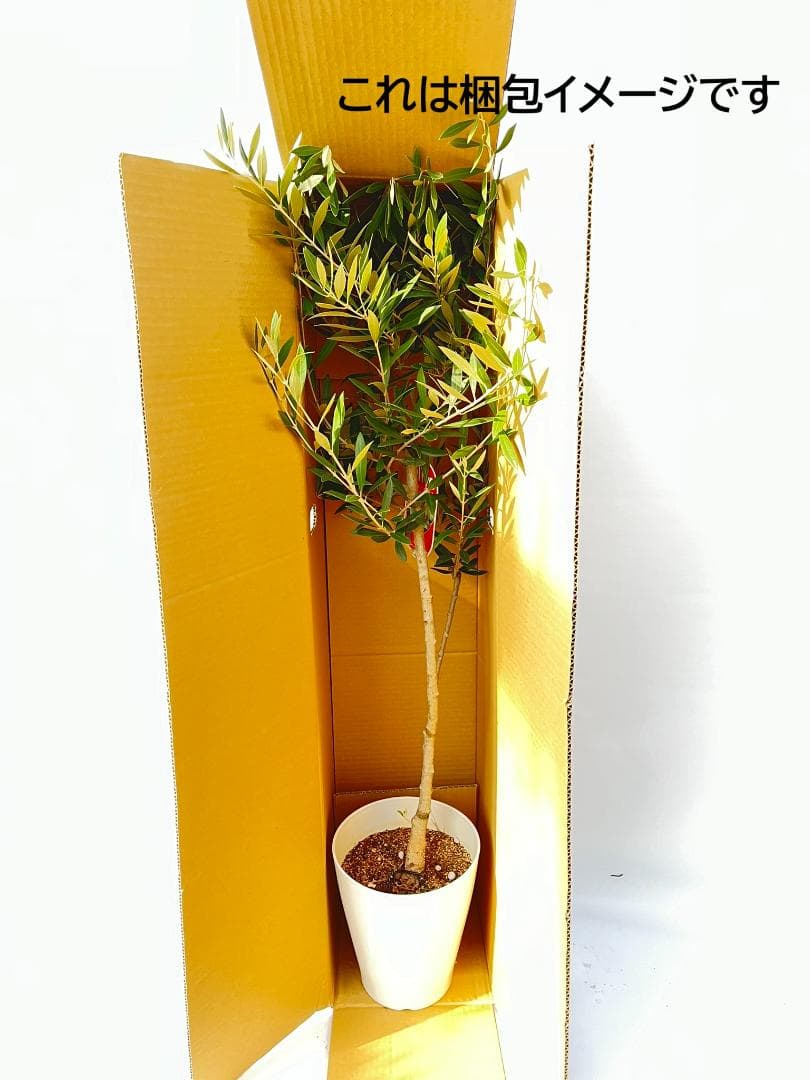 オリーブの木　ベロウニ　7号　約130cm　K-305　希少品種　現品掲載