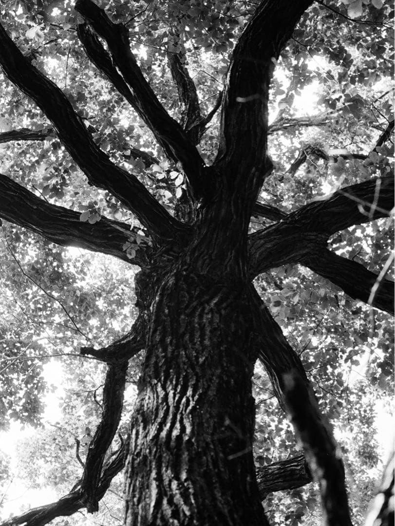 実働機 Canon F-1 FD50mm F1.4 作例あり