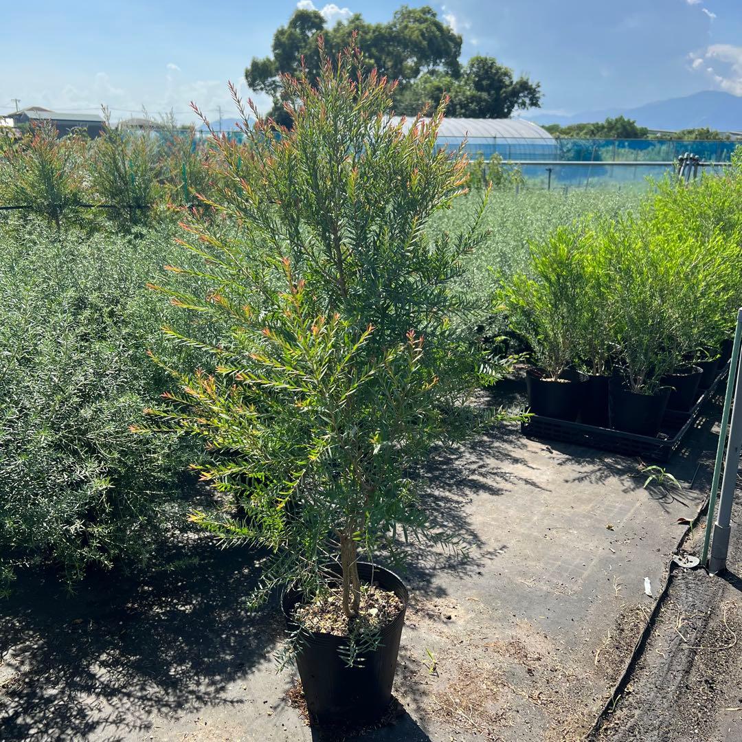 【モフニャン1892】シマトネリコ1本　レッドジェム高さ120㎝前後　2本