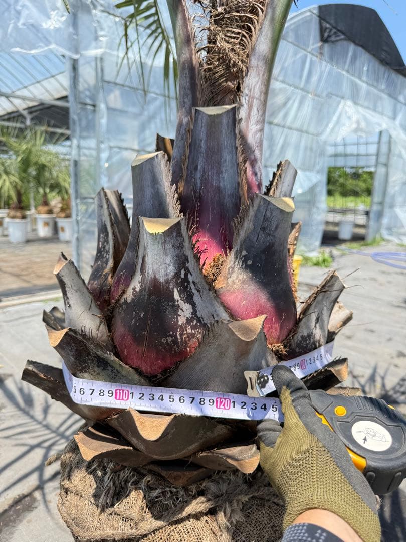 ココスヤシシルバーリーフ 【極太】葉先180cm 幹回り120cm 幹高50cm