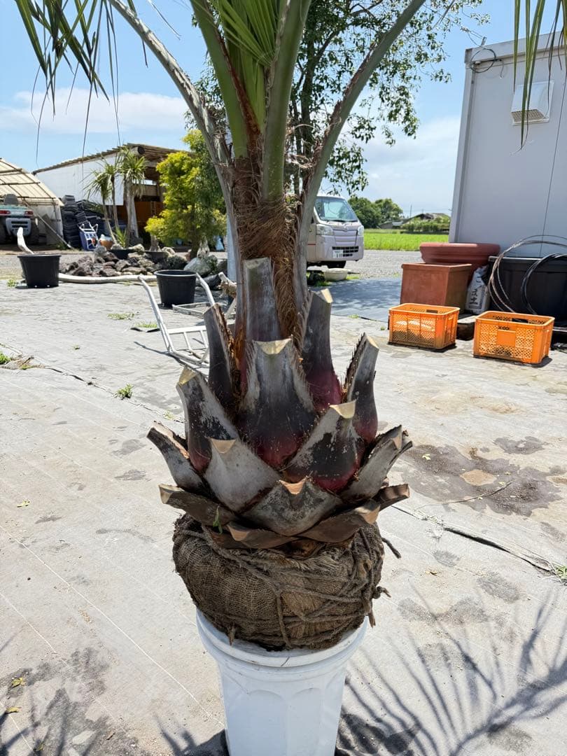 ココスヤシシルバーリーフ 【極太】葉先180cm 幹回り120cm 幹高50cm