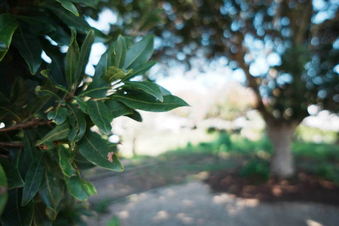 SEL16F28 + VCL-ECU2 超広角レンズセット α6000対応