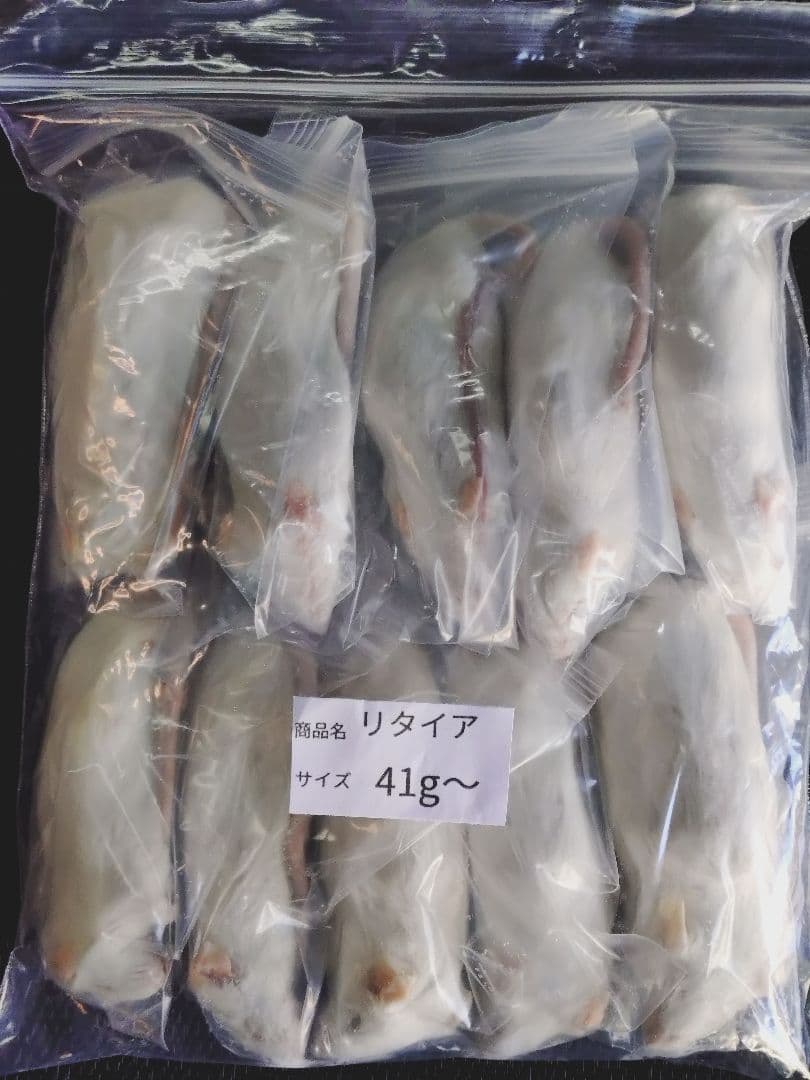 送料無料 冷凍マウスアダルトＬ50匹　リタイア30匹