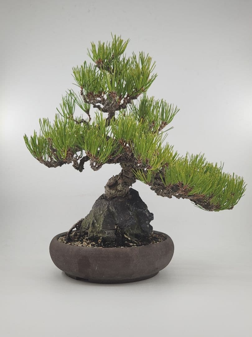 中品 石付き 淡路黒松盆栽 五葉松盆栽 真柏盆栽 懸崖 真柏 黒松 赤松 五葉松
