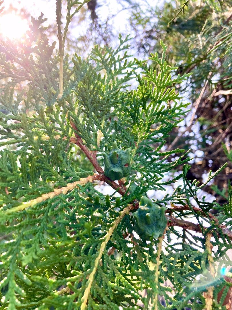 花材に！/天然ヒバ/ヒバぼっくり【金平糖のような可愛い実のついた枝葉】5〜6本