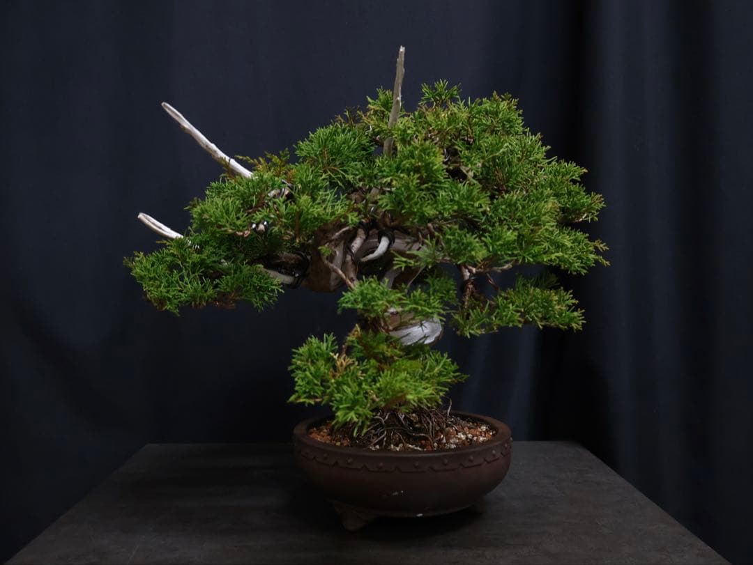 超逸品　太幹　真柏 糸魚川真柏 捻転　樹高29cm 中品　貴風　盆栽