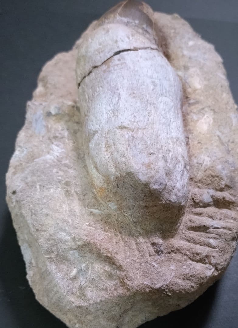 【特大プログナソドン】モササウルスの歯14cmオーバー1.8kg歯根岩盤付