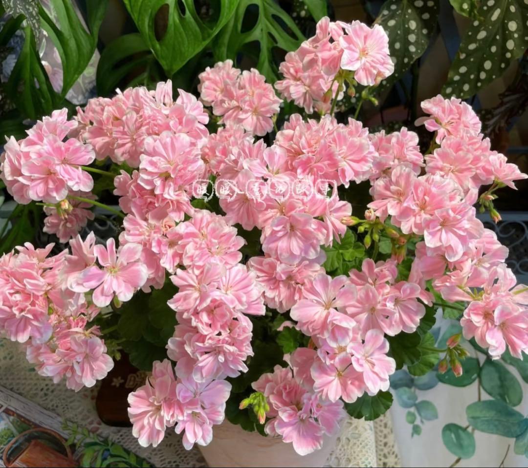 日本初ゼラニウム　希少品種ゼラニウム