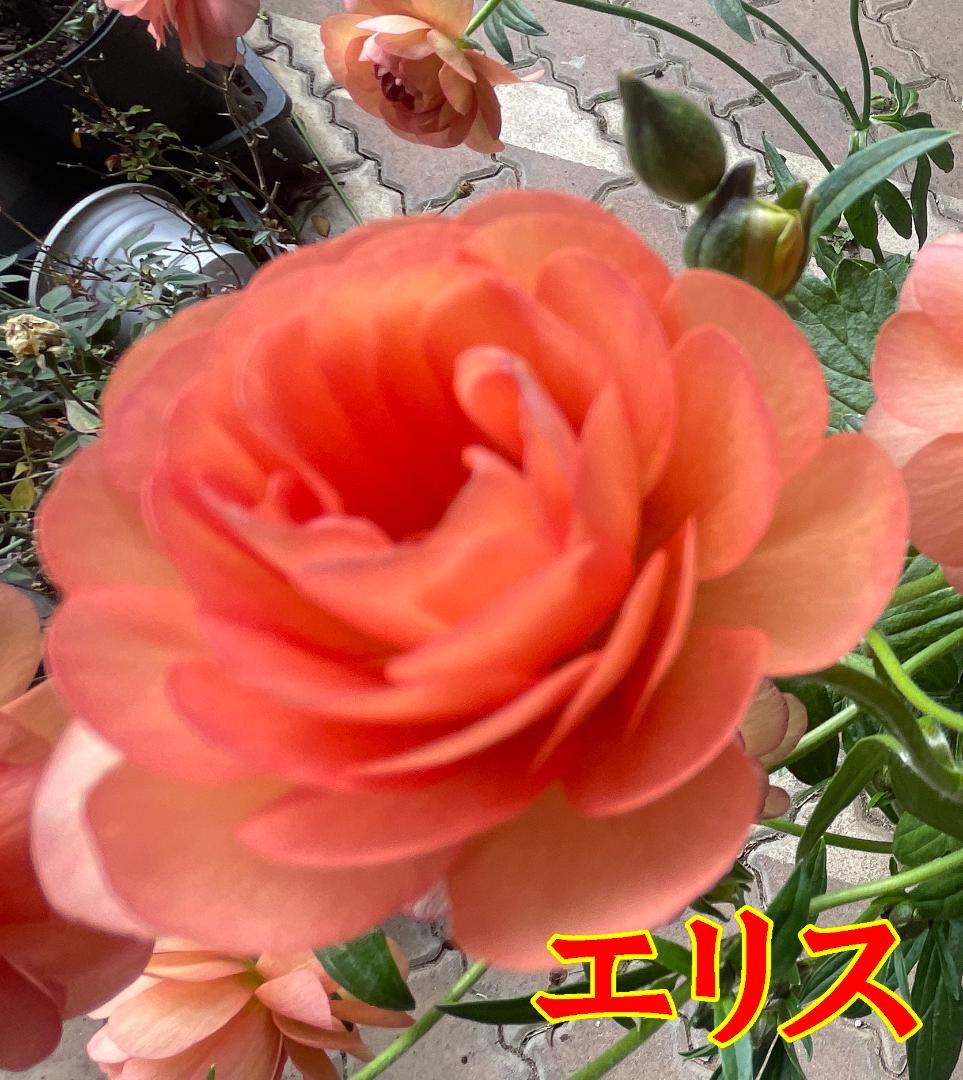 早い者勝ち　ラナンキュラス　ラックス　全6種類　　5号　　大苗