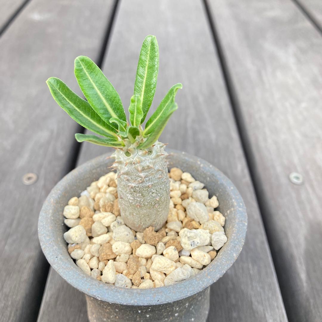 パキポディウム タッキー