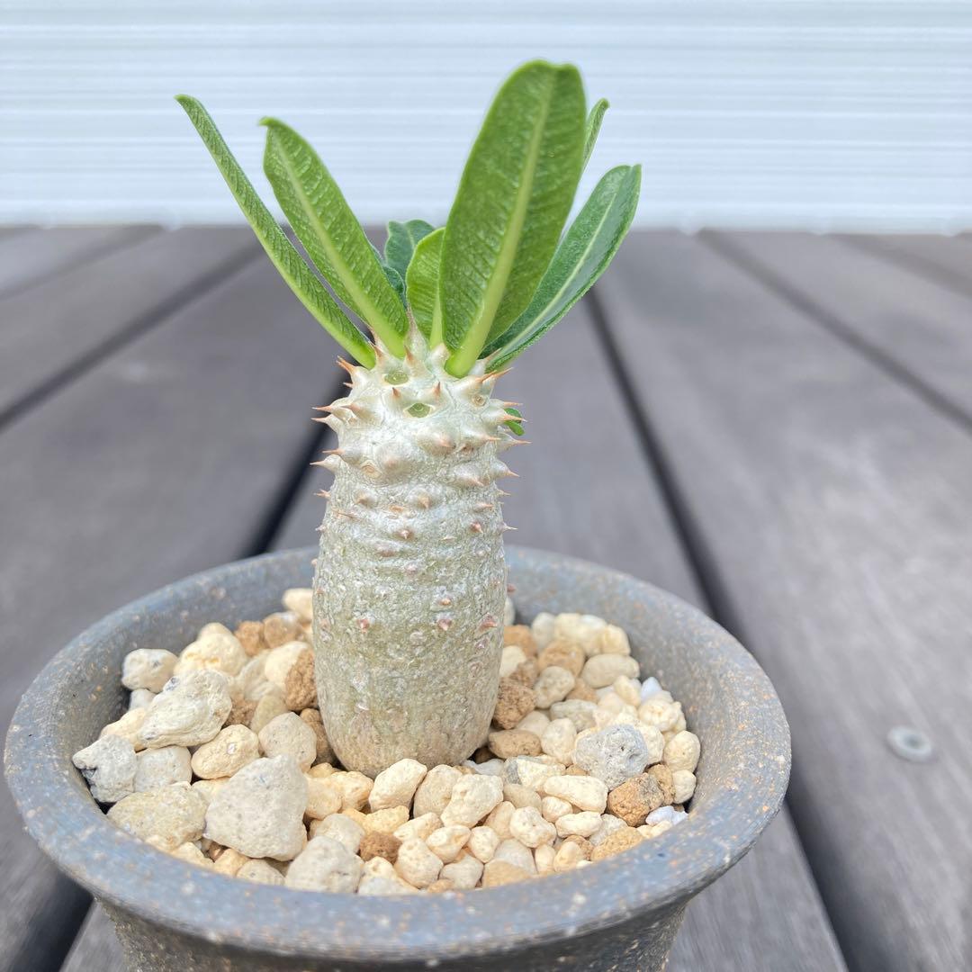 パキポディウム タッキー