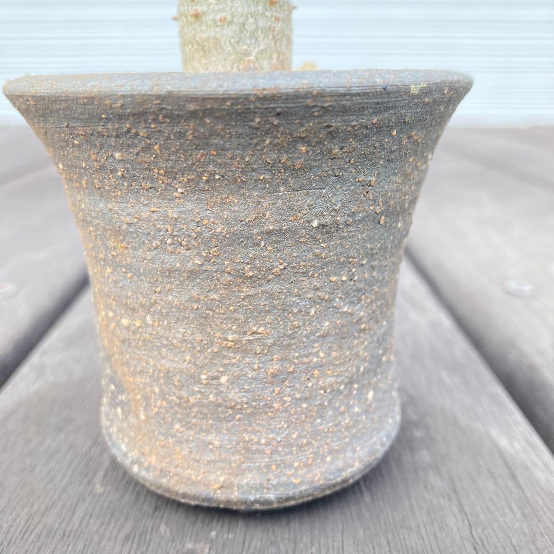 パキポディウム タッキー