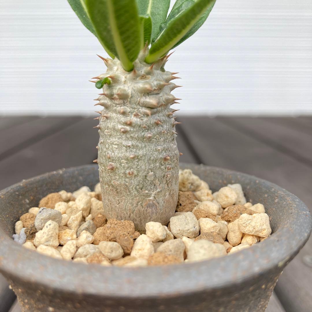 パキポディウム タッキー