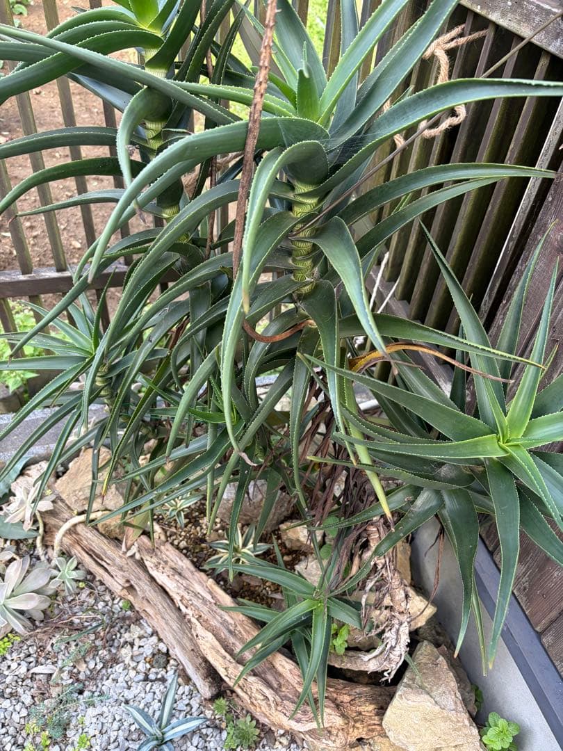 耐寒性アロエ　ストリアツラ複数大株◇ドライガーデン多肉サボテン島アガベ　ユッカ