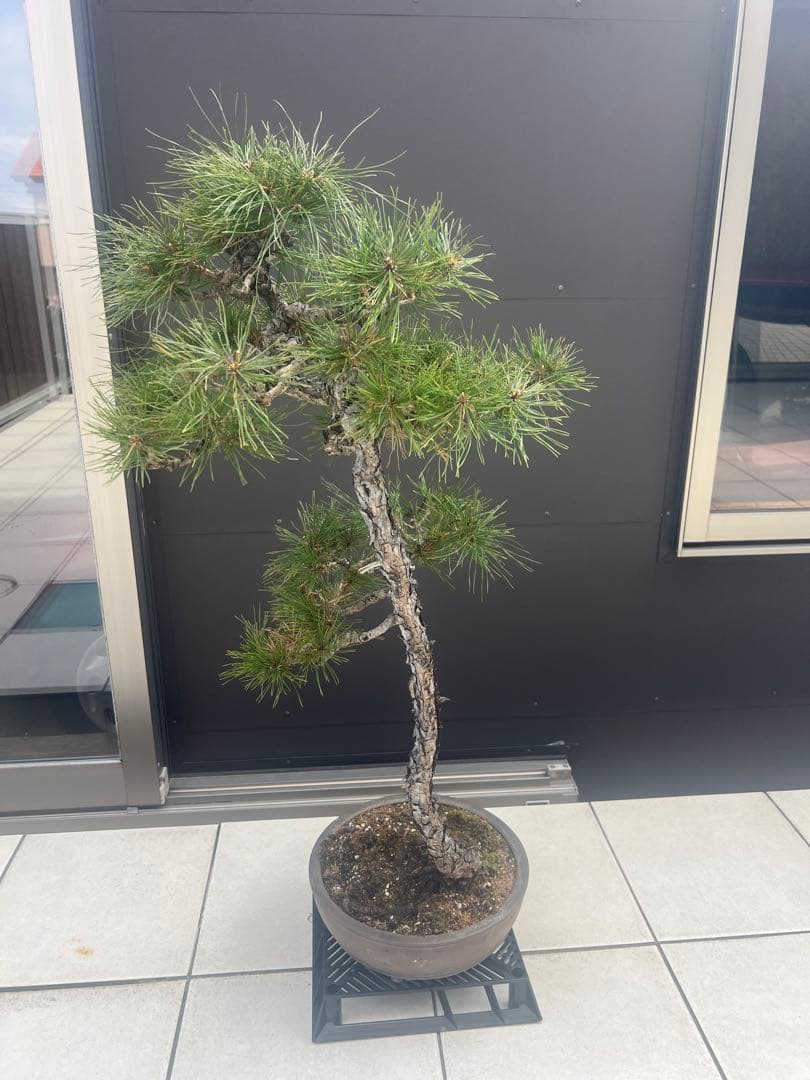 赤松 文人木 盆栽 高さ約90cm