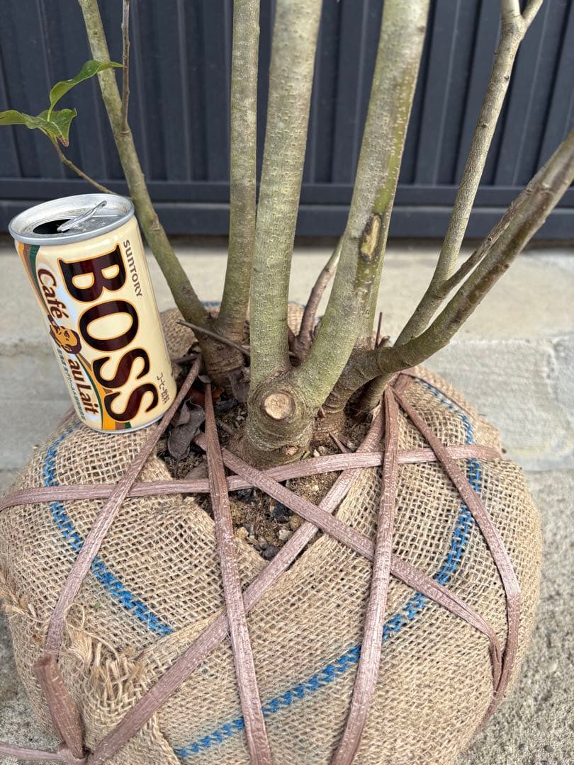 ◆ソヨゴ◆常緑樹◆複数株立◆雌株◆赤い実いっぱい‼️◆①