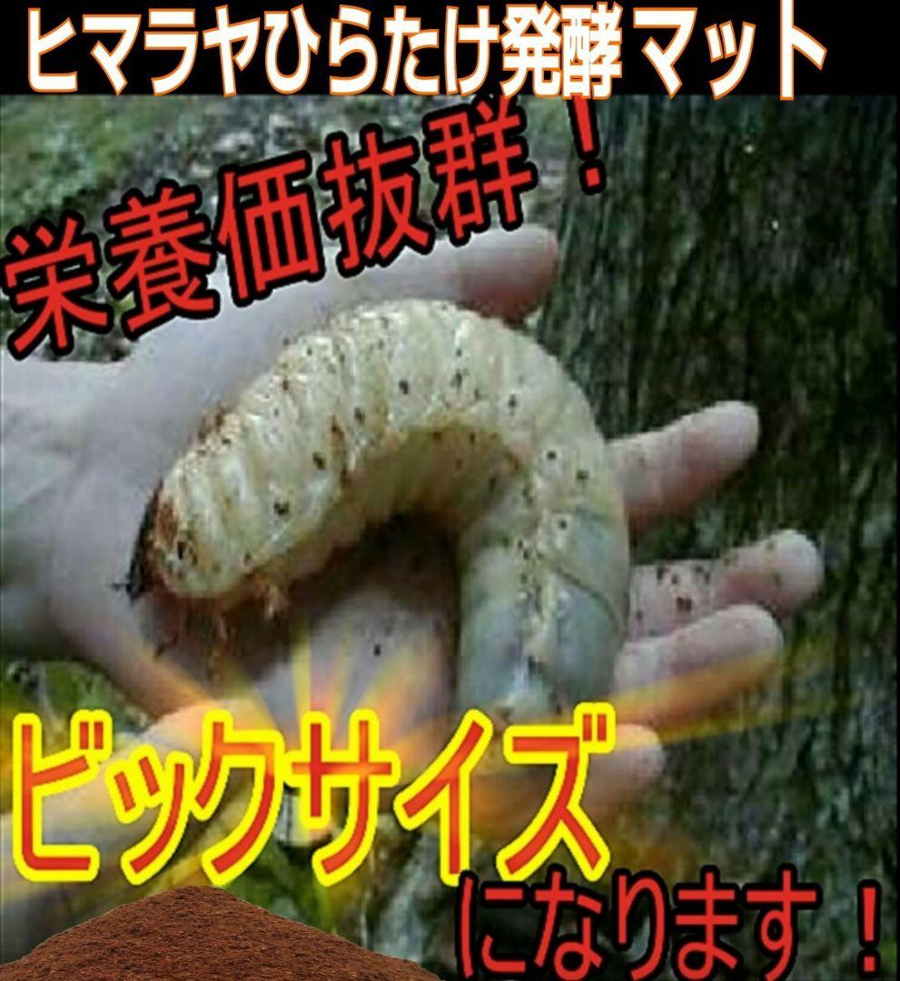 80リットル☆ヒマラヤひらたけ発酵カブトムシマット　幼虫が巨大化します！栄養抜群